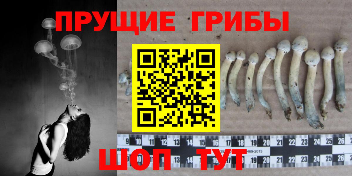 Псилоцибиновые грибы Cubensis Дедовск